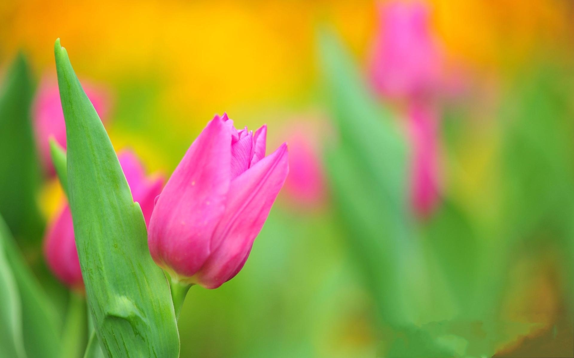 Fondo de Tulipanes