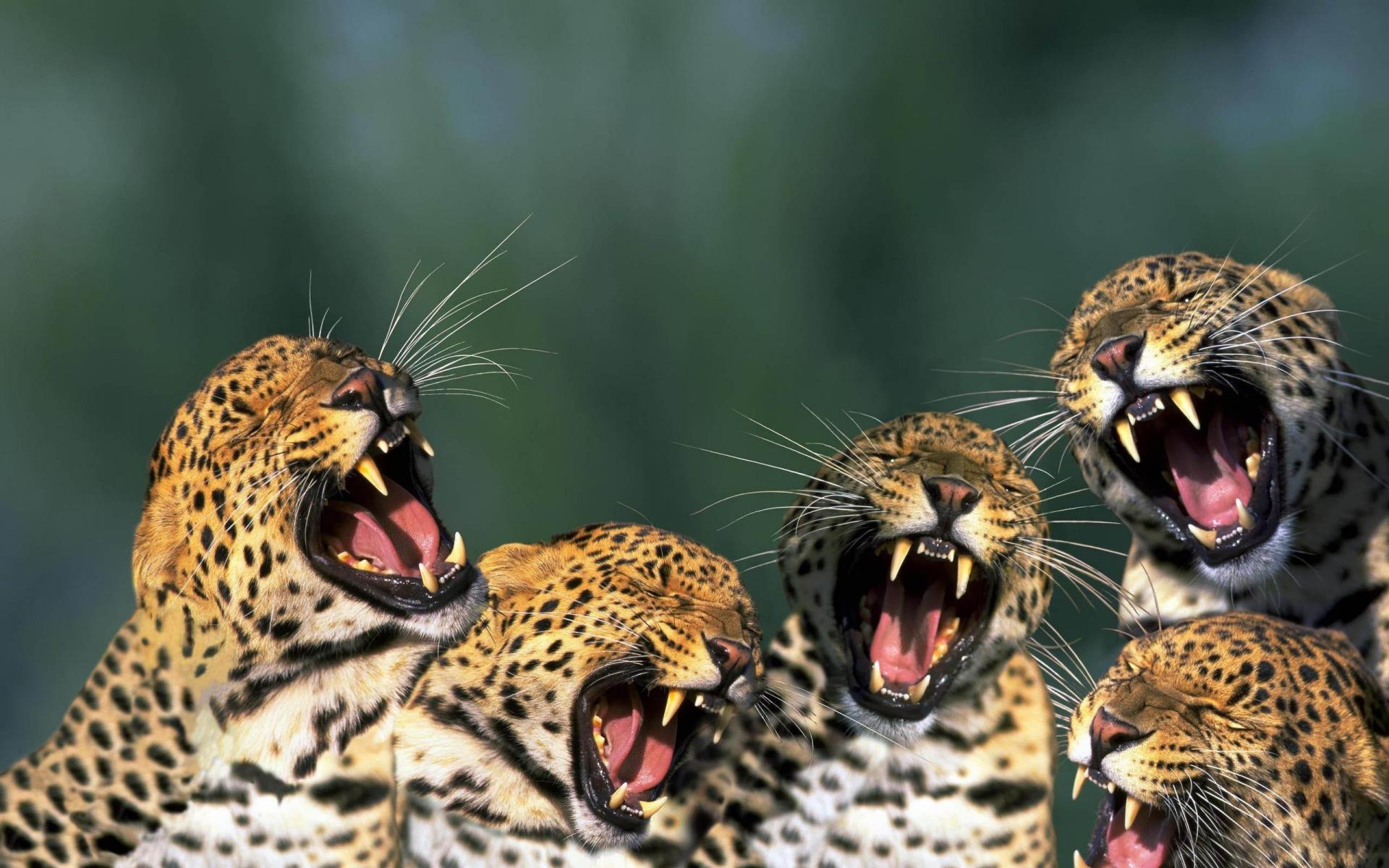 Leopardos Divertidos
