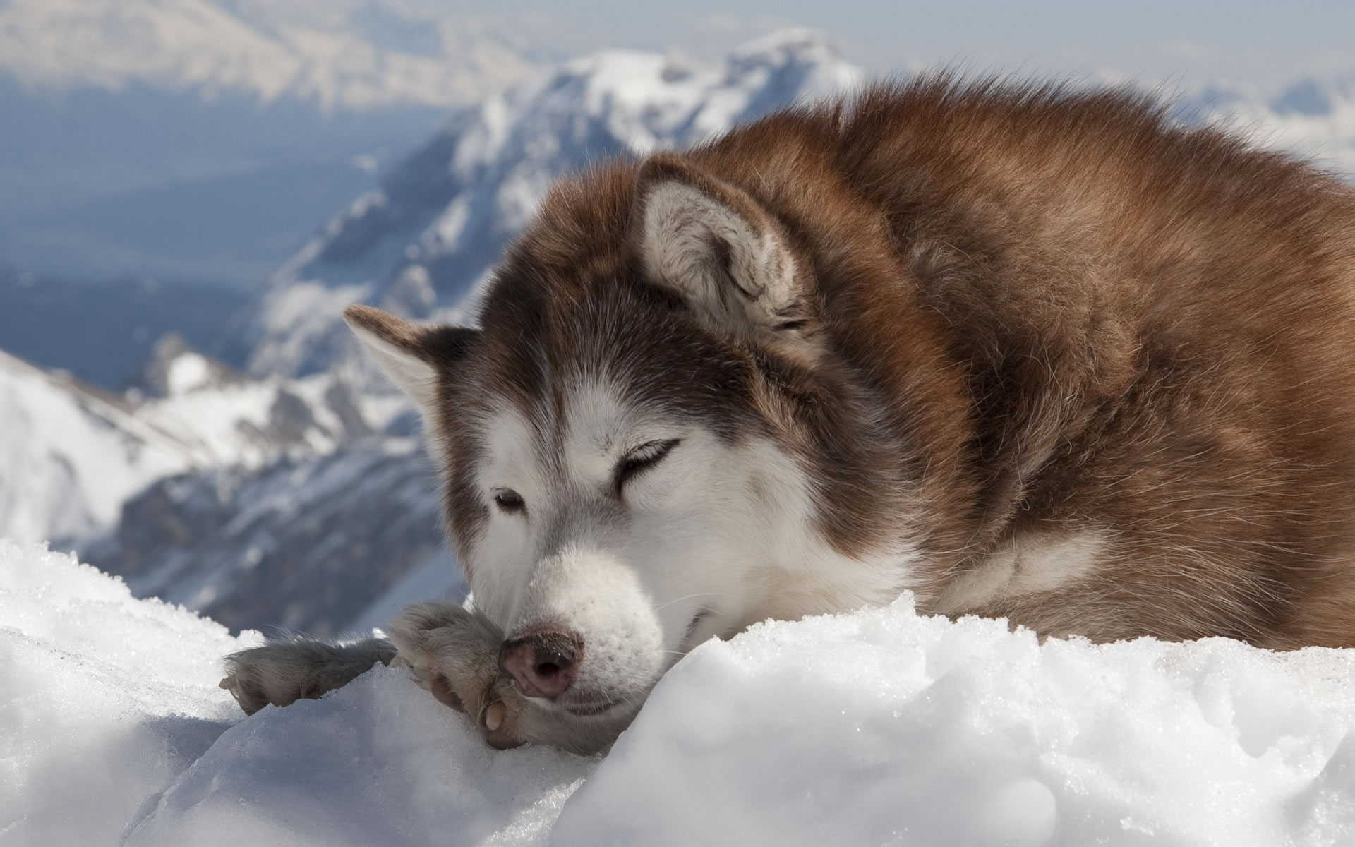 Husky Siberiano en la Nieve