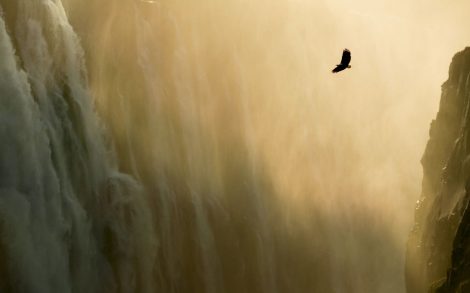 Águila volando sobre la catarata