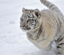 Bebé Tigre Blanco en la Nieve.