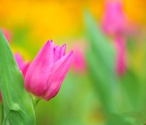 Fondo de Tulipanes