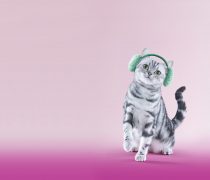 Fondo de Gatito Simpático