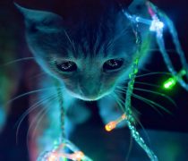 Gatito con luces de Navidad.