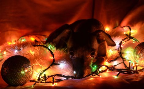 Perrito con Luces Navidad.