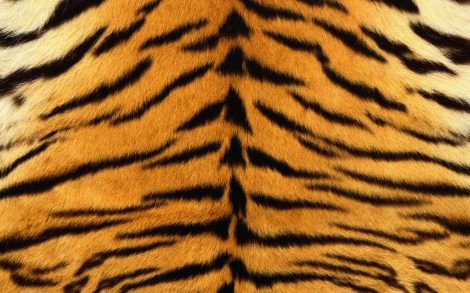 Textura Piel de Tigre