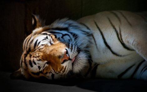 Tigre Dormido