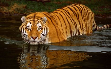 Tigre en el Agua.