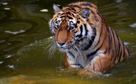 Tigre saliendo del agua.