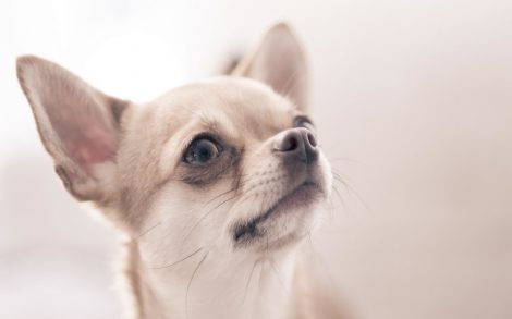 Wallpaper Chihuahua